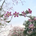 北斗河濱花園