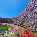 日本足利紫藤花公園