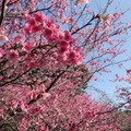 天元宮 後山 櫻花盛開