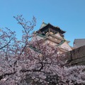 大阪美麗櫻花