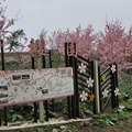 福壽山農場千櫻園