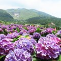 竹子湖繡球花