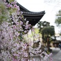 京都櫻花