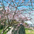嘉義縣 阿里山公路沿途山櫻花、梅花已陸續開花