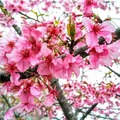 嘉義縣 阿里山公路沿途山櫻花、梅花已陸續開花