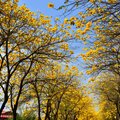朴子溪畔黃風鈴花木盛開