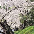 青森弘前櫻花祭