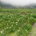 竹子湖海芋季🌷美麗盛開