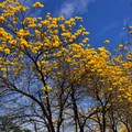 朴子溪畔黃風鈴花木盛開