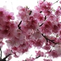 在平菁街42巷櫻花盛開
