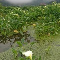竹子湖海芋季🌷美麗盛開