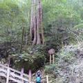 桃園復興.拉拉山(達觀山)自然保護區神木群