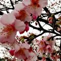 在平菁街42巷櫻花盛開