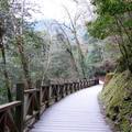 桃園復興.拉拉山(達觀山)自然保護區神木群
