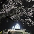 大和高田市櫻花。