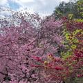 武陵農場櫻花季