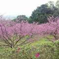 櫻花麗景