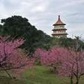 櫻花麗景