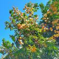 台灣欒樹是一種無患子科的落葉喬木