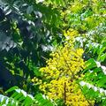 台灣欒樹是一種無患子科的落葉喬木