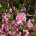 陽明山平菁街櫻花季