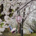 弘前城櫻花
