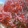 福壽山..楓葉紅了