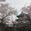弘前城櫻花