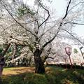 青森弘前櫻花祭