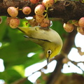 冠羽畫眉等鳥 ~杉林溪園區