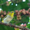 冠羽畫眉等鳥 ~杉林溪園區