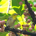 冠羽畫眉等鳥 ~杉林溪園區