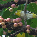 冠羽畫眉等鳥 ~杉林溪園區