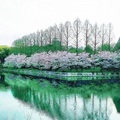 大阪城公園內 花開的繽紛燦爛