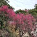 獅潭鄉協雲宮；4000棵櫻花；傳說中的仙境秘境！