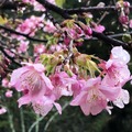 大同路邊櫻花盛開