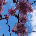 大同路邊櫻花盛開