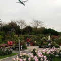 台北市花博玫瑰花展