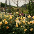 台北市花博玫瑰花展