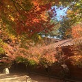 福壽山..楓葉紅了