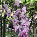 万葉植物園紫藤