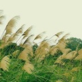 大溪月眉人工濕地生態公園