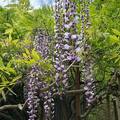 万葉植物園紫藤
