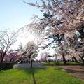 青森弘前櫻花祭