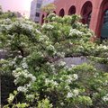 流蘇樹開花像3月雪