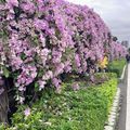 楓樹河濱公園」紫色蒜香藤花道