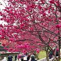東湖櫻花