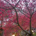 東湖櫻花