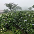 竹子湖賞海芋，繡球花
