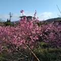 陽明山平菁街櫻花季